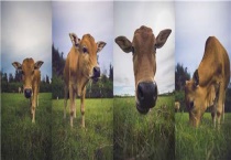 牛犊出生第二天拉稀