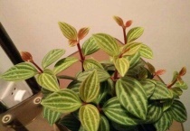 白脉椒草开花吗？