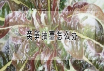 莴笋抽薹怎么办？