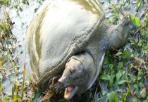 甲鱼吃什么食物 附甲鱼的生活习性和喂养多久？