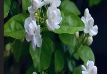 茉莉花有毒吗？茉莉花适合摆在卧室吗？