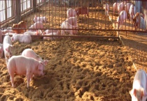 发酵床养猪是什么 有哪些注意事项