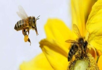 交替王台 附目的和特征