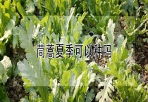 茼蒿夏季可以种吗？