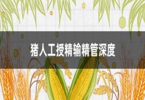 猪人工授精输精管深度