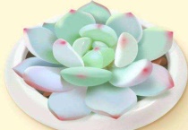 多肉可以喷雾浇水吗？