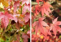 枫香树是枫树吗？