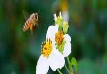 失王后工蜂产卵怎么办 首先要处理产卵工蜂