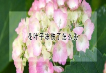 花叶子冻伤了怎么办？