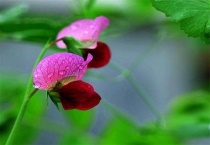 豌豆花是完全花吗？