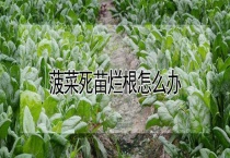 菠菜死苗烂根怎么办？