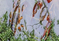 养殖一亩小龙虾成本是多少 附其利润分析