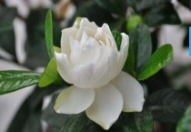 栀子花开花发黄怎么办？