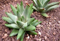 多肉砍下的头怎么多久？