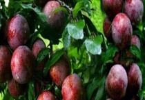 三华李价格多少钱一斤 附营养价值