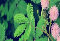 含羞草能在室内养吗 有没有毒