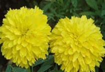 美人菊怎么养殖