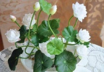 睡莲的养殖多久？