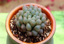 玉露干瘪变成咖啡色了怎么办？