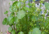 铜钱草的功效与作用及食用多久？