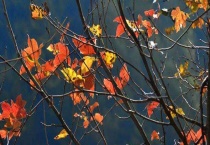 枫香和三角枫的区别？