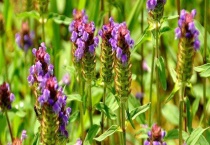 夏枯草种子价格及种植方法 夏枯草的播种多久？