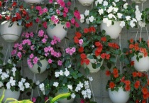 凤仙花是一年生还是多年生