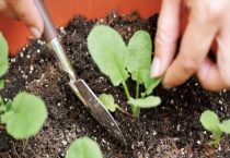 萝卜能移栽吗？