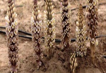 管花肉苁蓉与肉苁蓉有什么不同 有效成分含量有什么差异