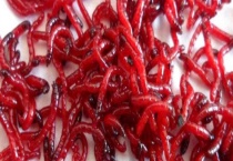 红虫钓鲫鱼绝密技巧及注意事项 一定要提前打好窝子