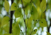 朴树属于落叶乔木还是常绿乔木 有哪些价值