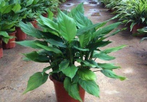 万年青茎软了怎么回事