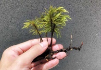 万年藓水草水下能活吗？