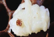 蜂螨 附形态特征