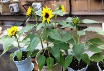 矮向日葵长得细又高咋回事