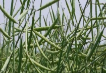 油菜籽种子的产地 盛产油菜籽的地方有哪些？