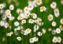 小邹菊花的花语是什么？