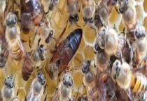 蜂王为什么会带领蜂群逃跑 附具体原因？