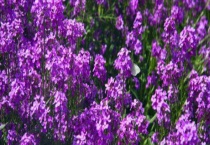 蓝香芥什么时候播种