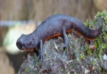 东方蝾螈有毒吗 附人工养殖的要点