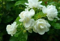 茉莉花怕晒吗？