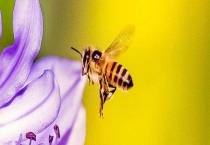 蜜蜂冬眠吗 附注意事项