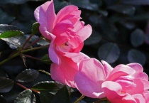 花木矮壮素的使用多久？