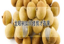 龙眼树如何修剪才有果