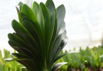 立板君子兰的特点