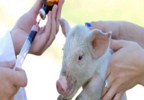 口蹄疫疫苗的使用方法 口蹄疫疫苗使用注意事项