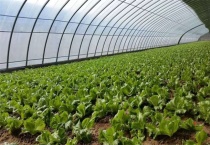 冬春季大棚作物整枝注意事项