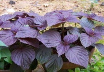 紫苏掐头还是掐叶