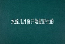 水蛭几月份开始捉野生的
