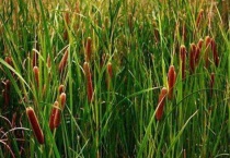 菖蒲和艾草有什么区别？？